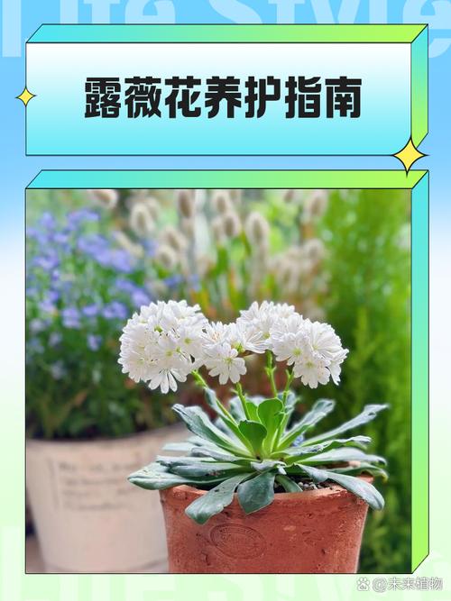 新买的露薇花怎么养，露薇花养护？-第6张图片-优品飞百科