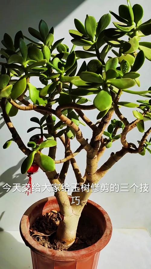 玉兰怎么修剪，玉兰怎么修剪造型？-第1张图片-优品飞百科