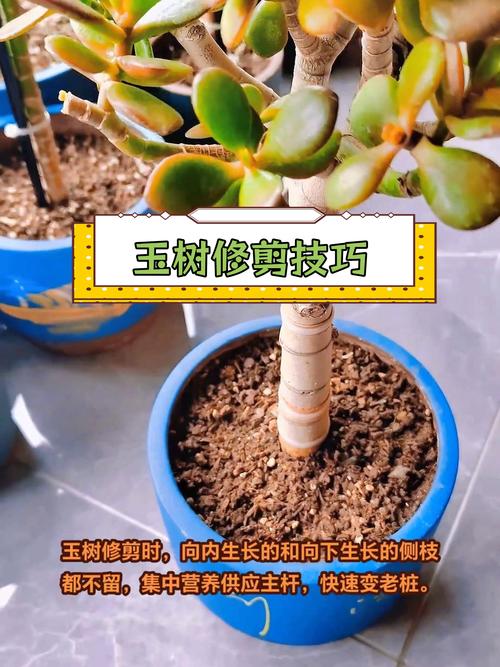 玉兰怎么修剪，玉兰怎么修剪造型？-第3张图片-优品飞百科