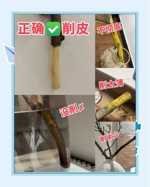 玉兰怎么修剪，玉兰怎么修剪造型？-第4张图片-优品飞百科