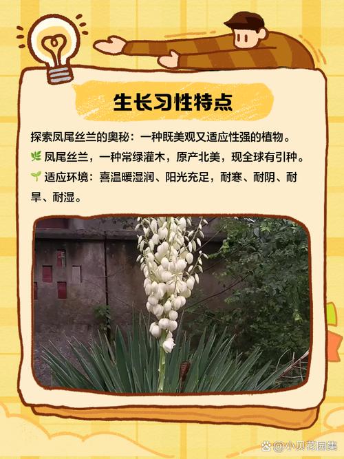 丝兰的养殖方法，丝兰植物