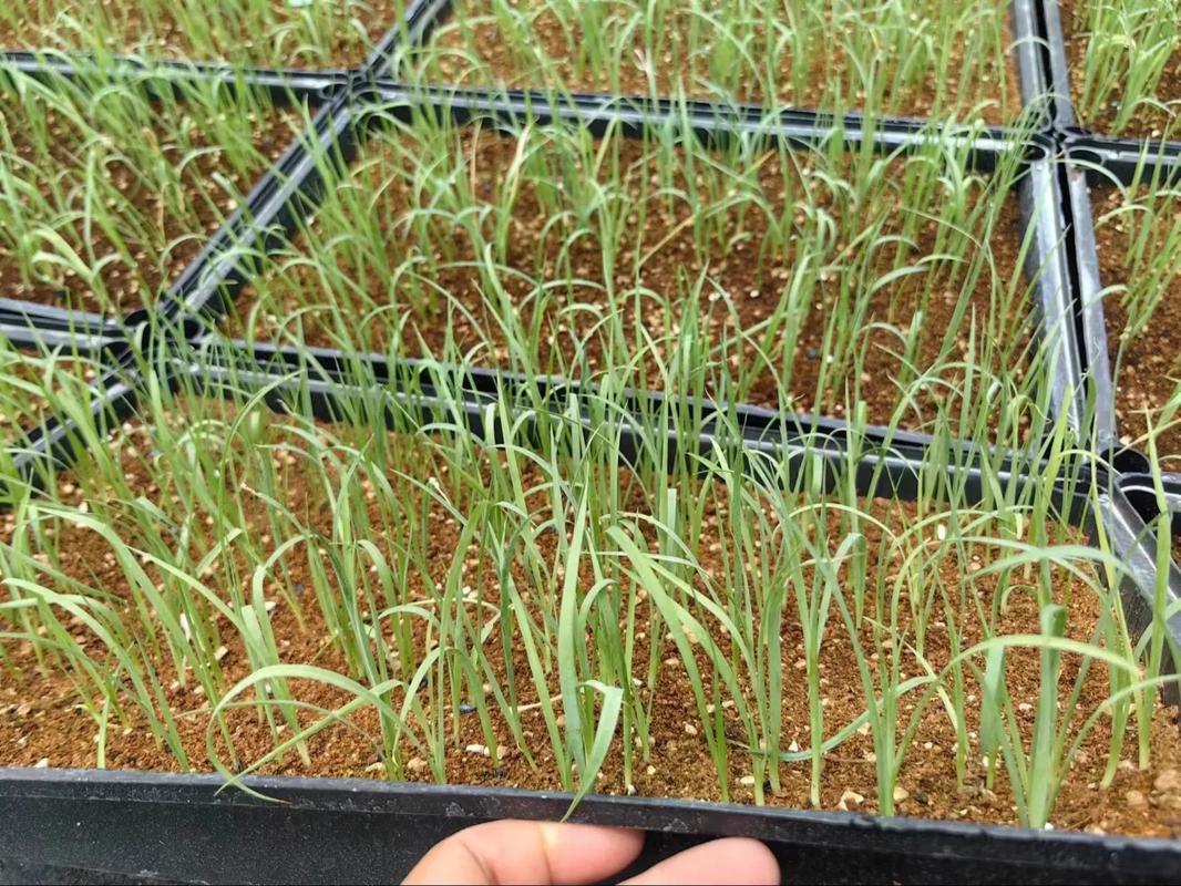 丝兰的养殖方法，丝兰植物-第2张图片-优品飞百科