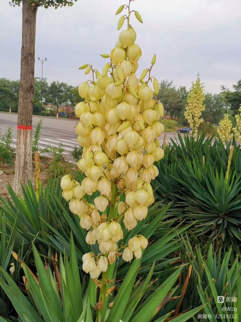 丝兰的养殖方法，丝兰植物-第3张图片-优品飞百科