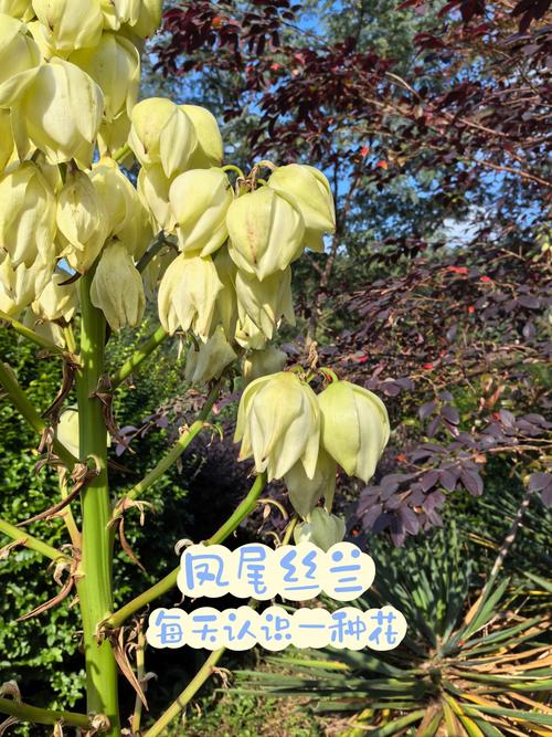 丝兰的养殖方法，丝兰植物-第4张图片-优品飞百科