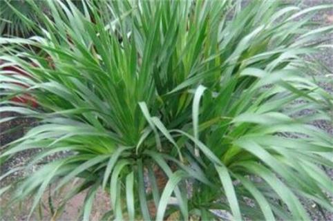 丝兰的养殖方法，丝兰植物-第5张图片-优品飞百科