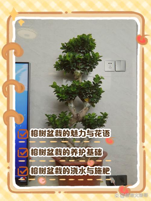 榕树怎么养长得快，榕树怎样怎么养需要施肥吗