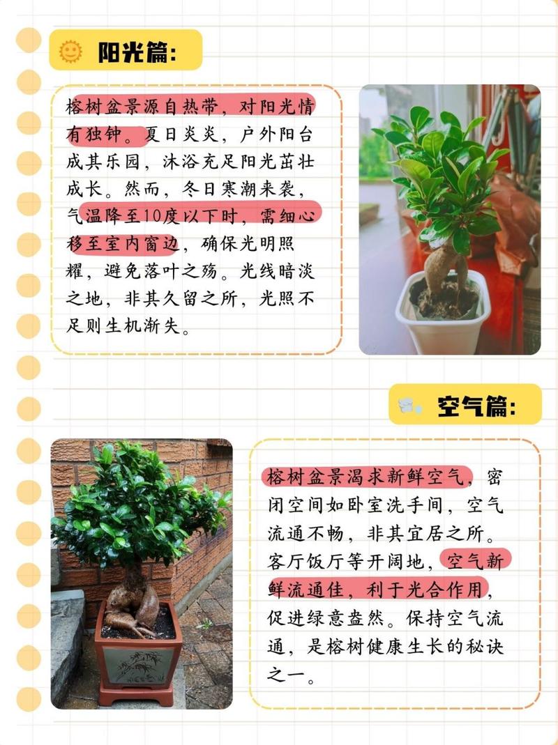 榕树怎么养长得快，榕树怎样怎么养需要施肥吗-第2张图片-优品飞百科