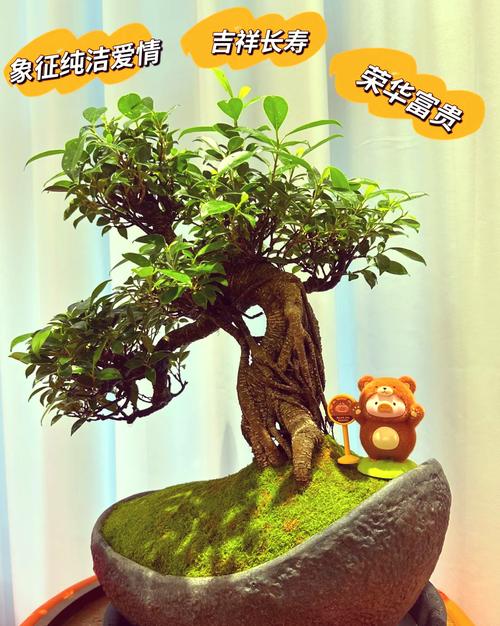 榕树怎么养长得快，榕树怎样怎么养需要施肥吗-第4张图片-优品飞百科