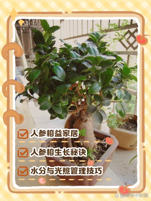 榕树怎么养长得快，榕树怎样怎么养需要施肥吗-第5张图片-优品飞百科