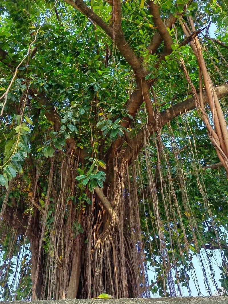 榕树怎么养长得快，榕树怎样怎么养需要施肥吗-第6张图片-优品飞百科