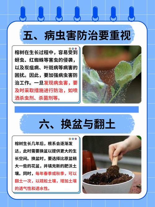 榕树怎么养长得快，榕树怎样怎么养需要施肥吗-第7张图片-优品飞百科