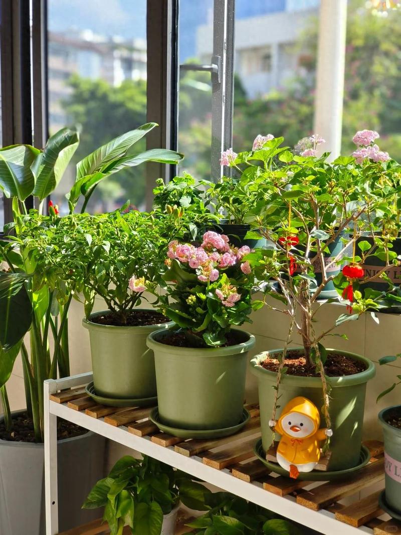 养花还用花钱，养花只需要浇水吗？-第3张图片-优品飞百科