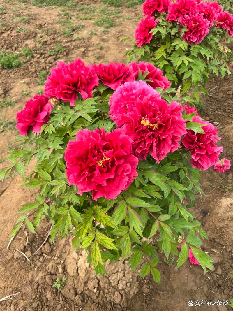 牡丹花在南方种植好吗？牡丹花南方气候能养吗？-第2张图片-优品飞百科