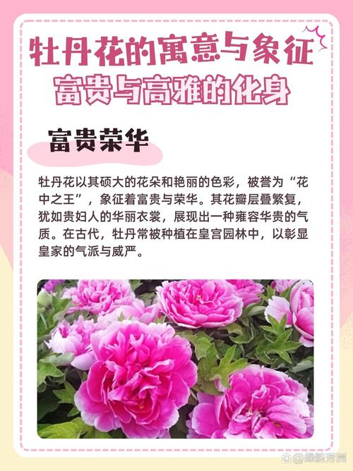 牡丹花在南方种植好吗？牡丹花南方气候能养吗？-第4张图片-优品飞百科