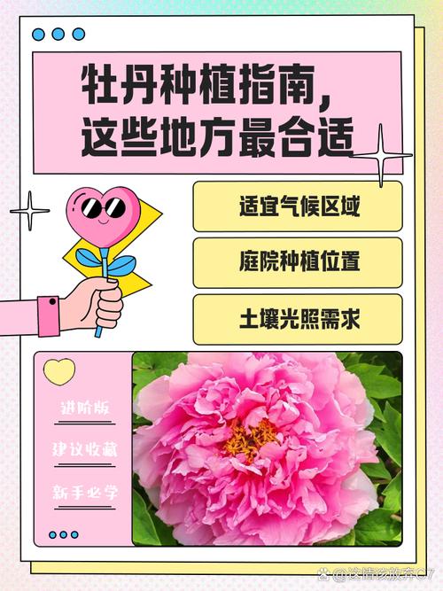 牡丹花在南方种植好吗？牡丹花南方气候能养吗？-第5张图片-优品飞百科