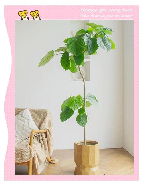 爱心榕怎么养？爱心榕怎么养护？-第1张图片-优品飞百科