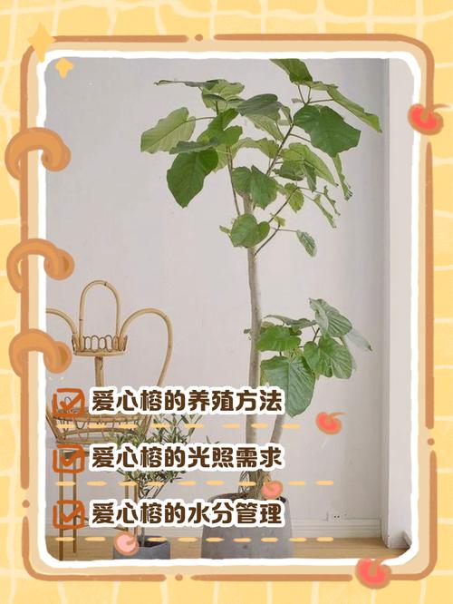 爱心榕怎么养？爱心榕怎么养护？-第2张图片-优品飞百科