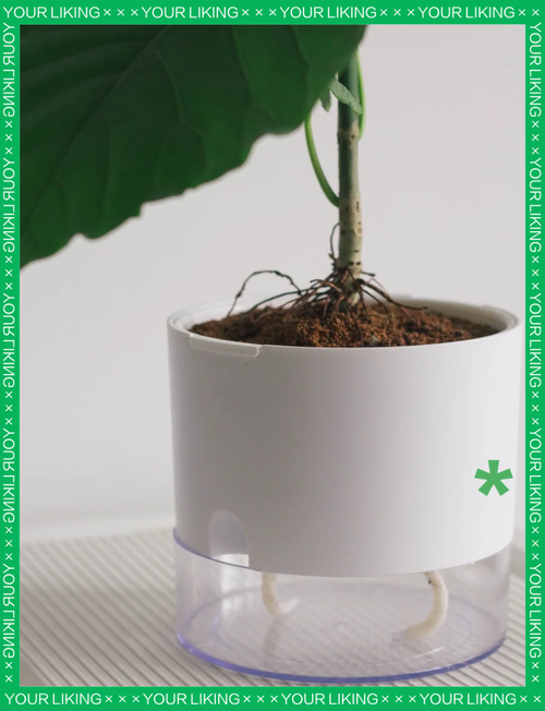 爱心榕怎么养？爱心榕怎么养护？-第3张图片-优品飞百科