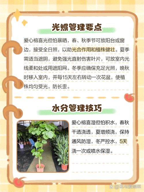 爱心榕怎么养？爱心榕怎么养护？-第4张图片-优品飞百科