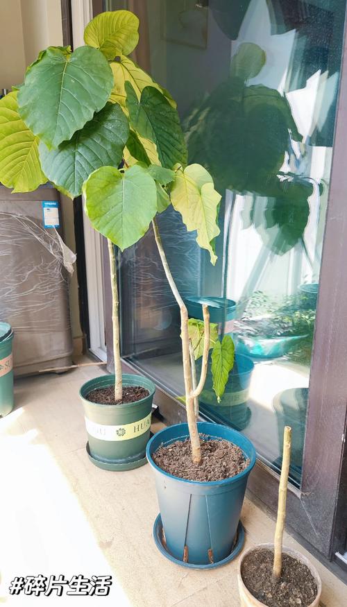 爱心榕怎么养？爱心榕怎么养护？-第5张图片-优品飞百科