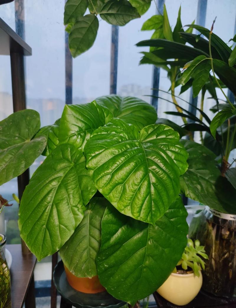 爱心榕怎么养？爱心榕怎么养护？-第6张图片-优品飞百科