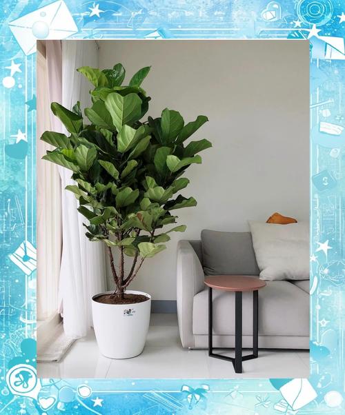 爱心榕怎么养？爱心榕怎么养护？-第7张图片-优品飞百科