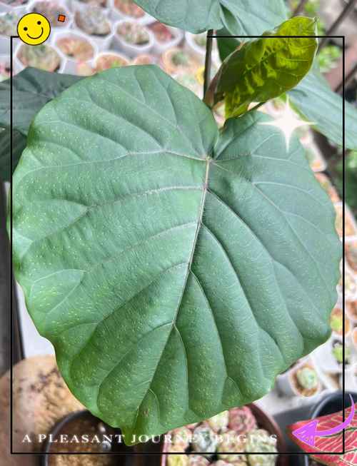 爱心榕怎么养？爱心榕怎么养护？-第8张图片-优品飞百科