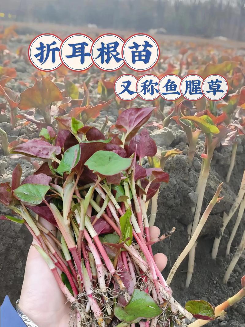 鱼腥草扦插成活吗？鱼腥草可以用根繁殖吗？
