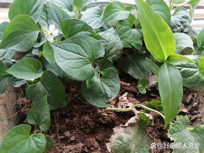 鱼腥草扦插成活吗？鱼腥草可以用根繁殖吗？-第2张图片-优品飞百科