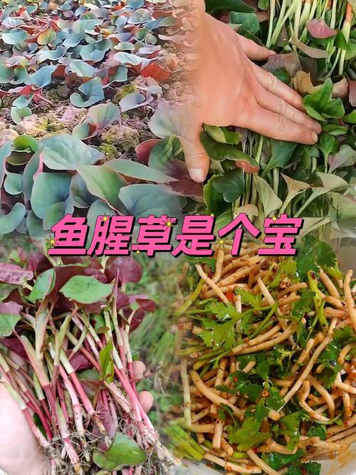 鱼腥草扦插成活吗？鱼腥草可以用根繁殖吗？-第3张图片-优品飞百科