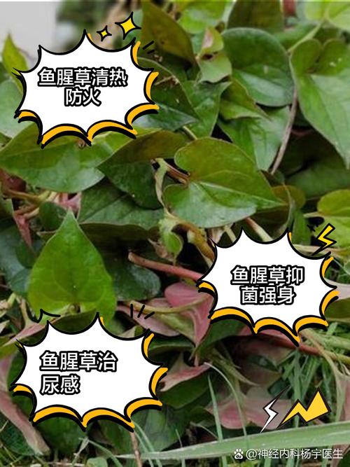 鱼腥草扦插成活吗？鱼腥草可以用根繁殖吗？-第4张图片-优品飞百科