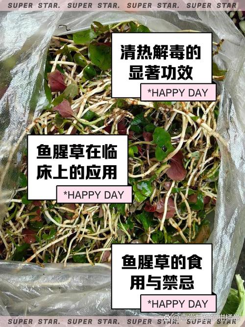 鱼腥草扦插成活吗？鱼腥草可以用根繁殖吗？-第5张图片-优品飞百科