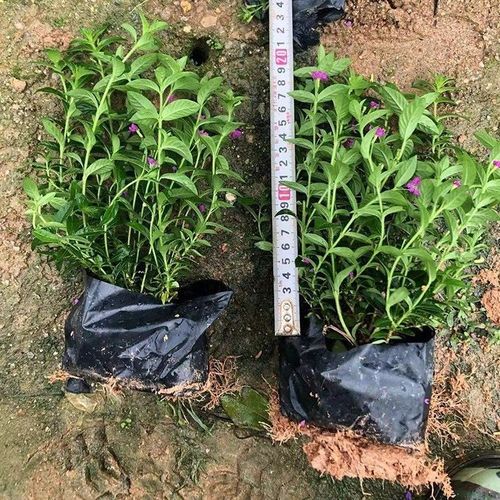 垂钓满天星怎么浇水，满天星水养怎么养