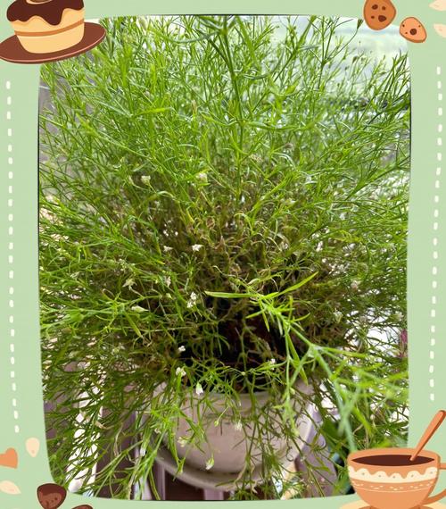 垂钓满天星怎么浇水,满天星水养怎么养-第2张图片-优品飞百科 垂钓满天星怎么浇水,满天星水养怎么养-第2张图片-优品飞百科