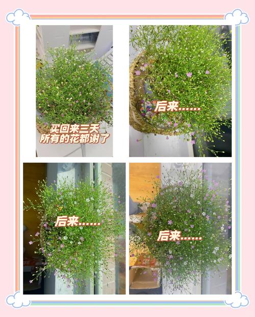 垂钓满天星怎么浇水,满天星水养怎么养-第3张图片-优品飞百科 垂钓满天星怎么浇水,满天星水养怎么养-第3张图片-优品飞百科