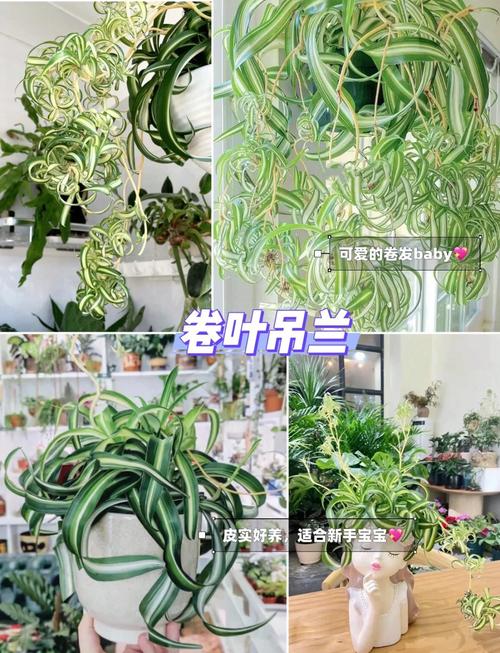 垂钓满天星怎么浇水,满天星水养怎么养-第5张图片-优品飞百科 垂钓满天星怎么浇水,满天星水养怎么养-第5张图片-优品飞百科