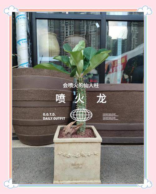 喷火龙怎么换盆，喷火龙应该怎么培养？