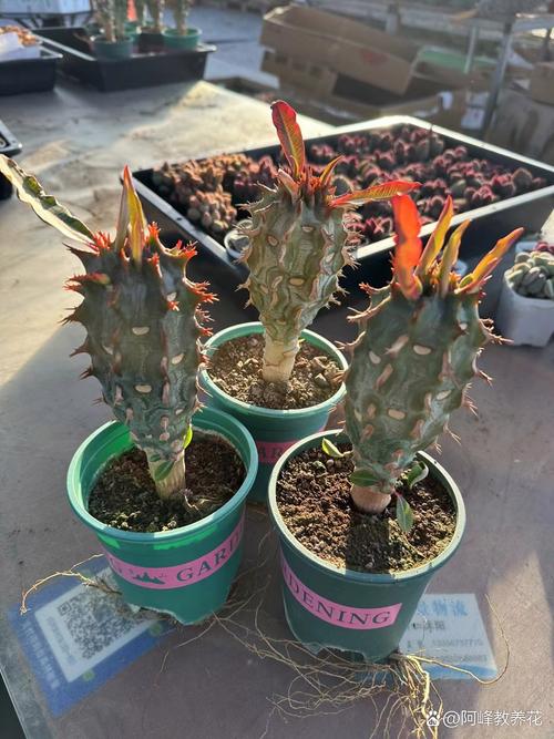 喷火龙怎么换盆，喷火龙应该怎么培养？-第5张图片-优品飞百科