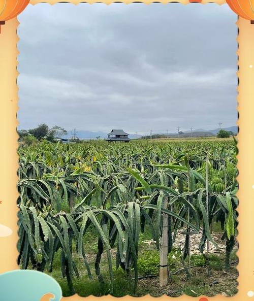 喷火龙怎么换盆，喷火龙应该怎么培养？-第6张图片-优品飞百科