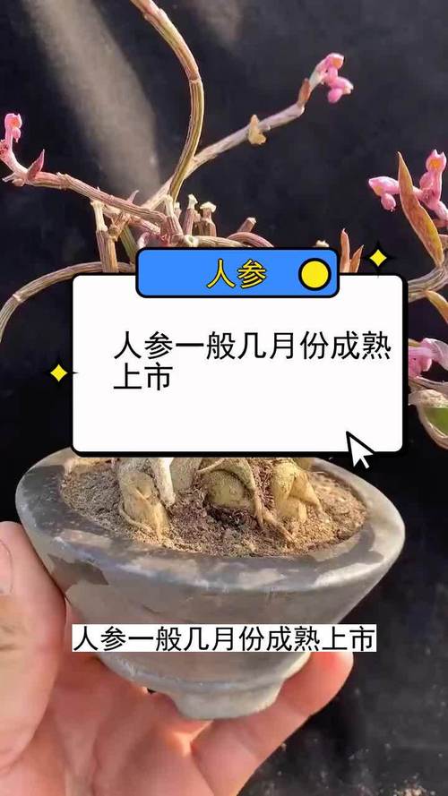 人参什么时候种植，人参怎么样种植方法？-第1张图片-优品飞百科