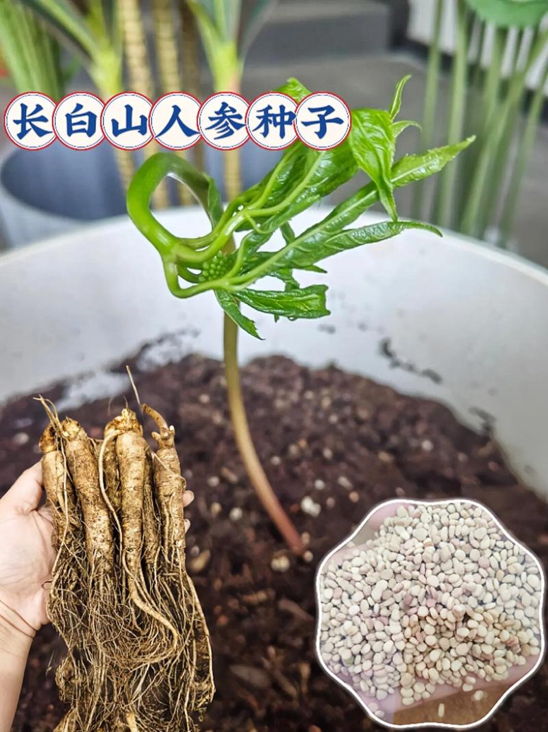 人参什么时候种植，人参怎么样种植方法？-第2张图片-优品飞百科
