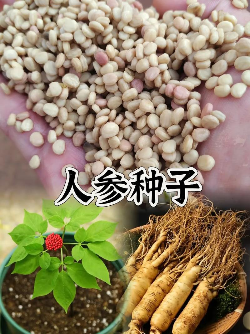 人参什么时候种植，人参怎么样种植方法？-第4张图片-优品飞百科