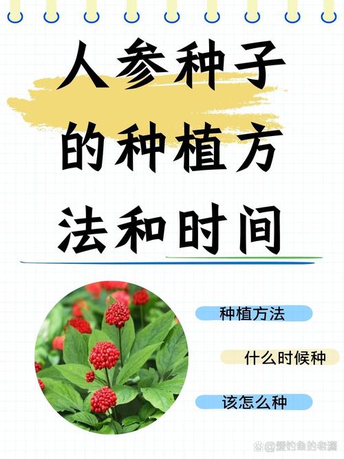 人参什么时候种植，人参怎么样种植方法？-第6张图片-优品飞百科