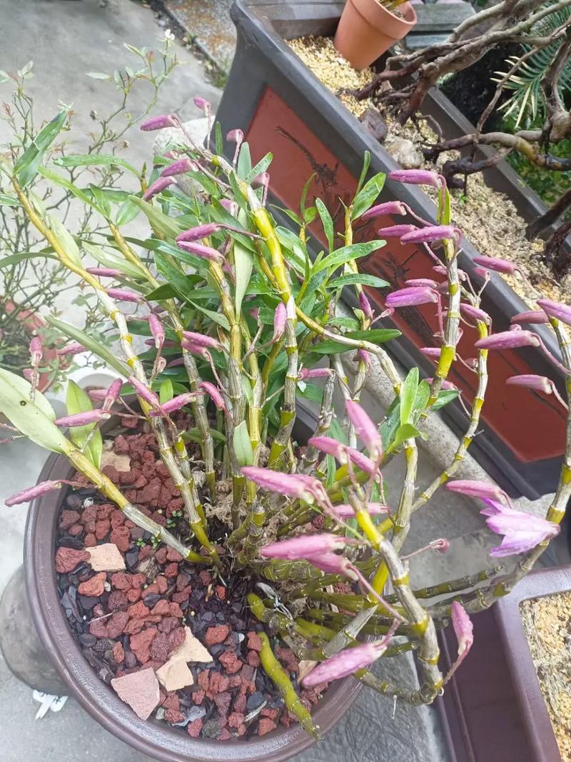 石斛兰花后怎么处理，石斛兰花后养护？