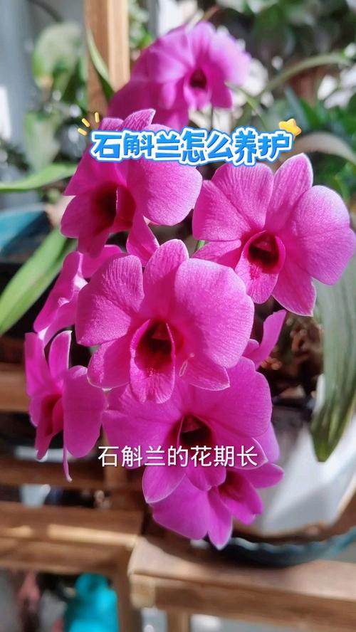 石斛兰花后怎么处理，石斛兰花后养护？-第2张图片-优品飞百科