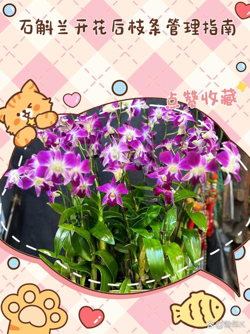 石斛兰花后怎么处理，石斛兰花后养护？-第4张图片-优品飞百科