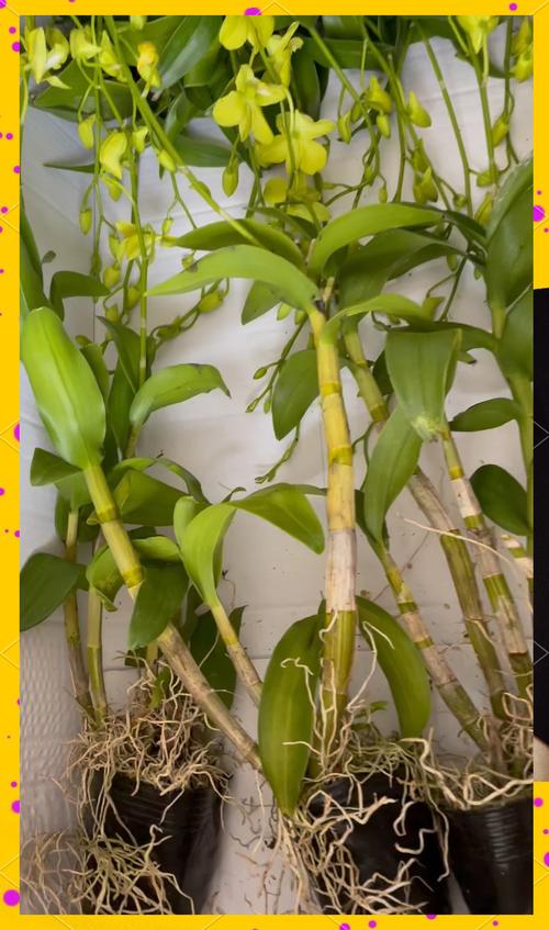 石斛兰花后怎么处理，石斛兰花后养护？-第5张图片-优品飞百科