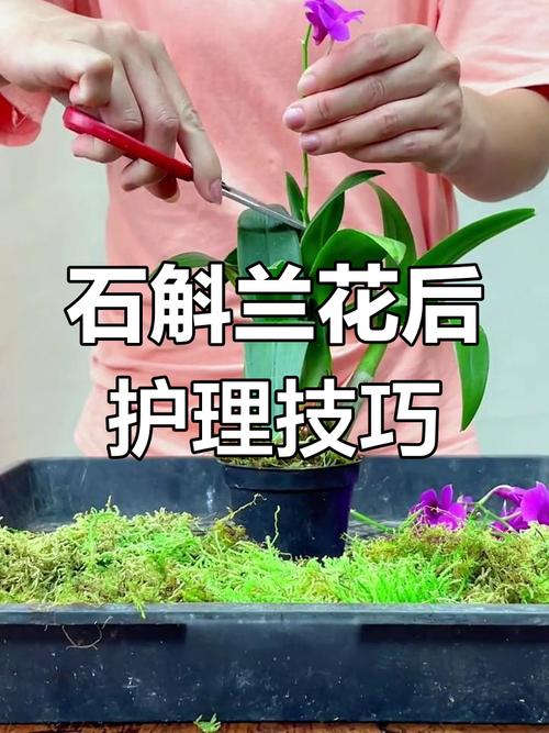 石斛兰花后怎么处理，石斛兰花后养护？-第6张图片-优品飞百科