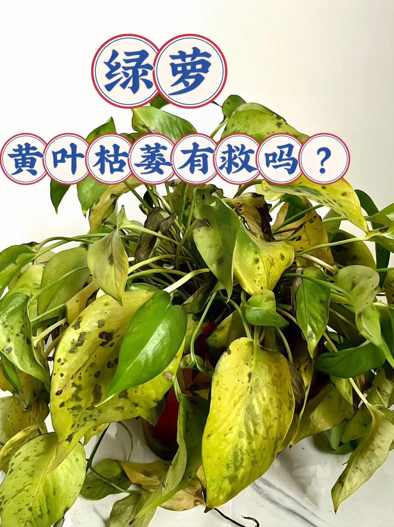 绿萝为什么黄叶枯萎，绿萝为什么叶子发黄坏根死掉