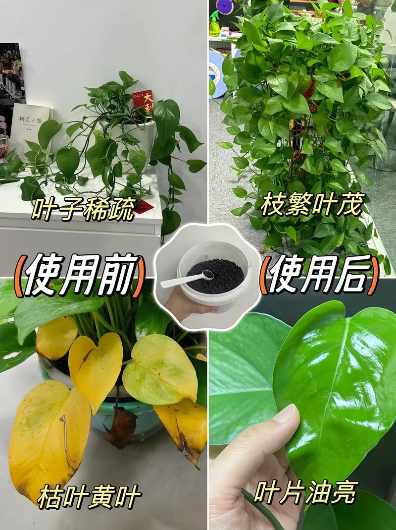 绿萝为什么黄叶枯萎，绿萝为什么叶子发黄坏根死掉-第2张图片-优品飞百科